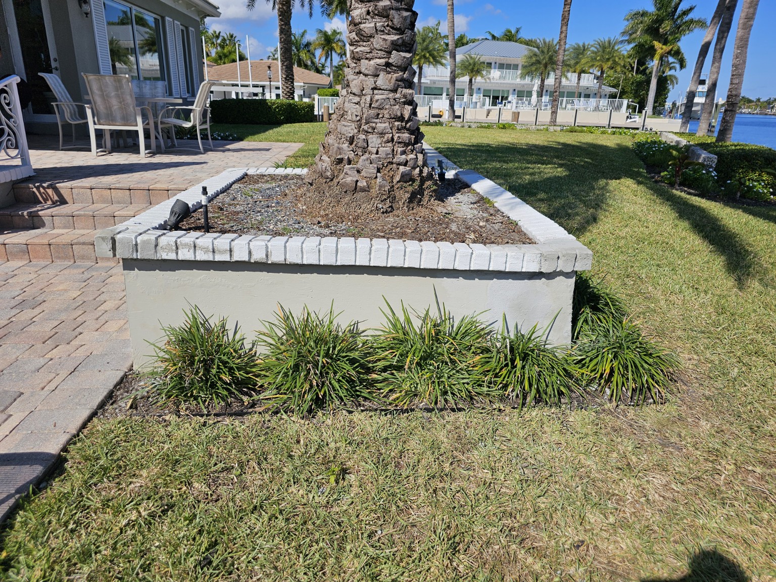 Restored planter wall surrounding a mature palm tree
